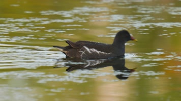 池塘湿地富营养化黑水鸡水鸟 池塘湿地富营养化黑水鸡水鸟