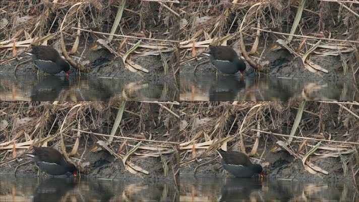 秋天池塘湿地沼泽黑水鸡觅食