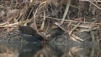 秋天池塘湿地沼泽黑水鸡觅食 秋天池塘湿地沼泽黑水鸡觅食
