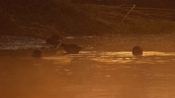 秋天清晨湿地薄雾水鸟黑水鸡 秋天清晨湿地薄雾水鸟黑水鸡