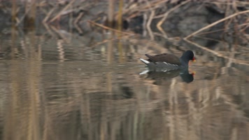 秋天池塘湿地沼泽水鸟黑水鸡 秋天池塘湿地沼泽水鸟黑水鸡