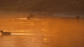 早上清晨池塘湿地黑水鸡觅食 早上清晨池塘湿地黑水鸡觅食