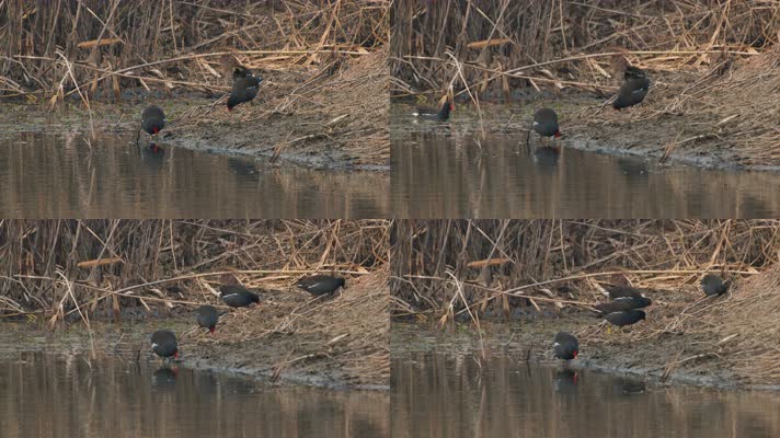 冬天池塘沼泽湿地黑水鸡觅食