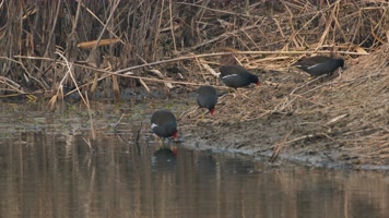 冬天池塘沼泽湿地黑水鸡觅食 冬天池塘沼泽湿地黑水鸡觅食
