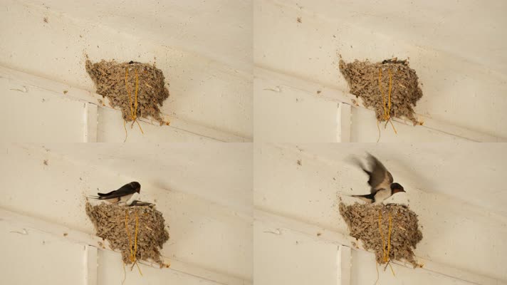 雌性家燕子哺育幼鸟雏鸟特写