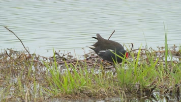 春天池塘湿地水鸟觅食黑水鸡 春天池塘湿地水鸟觅食黑水鸡