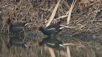 冬天池塘沼泽湿地黑水鸡觅食 冬天池塘沼泽湿地黑水鸡觅食