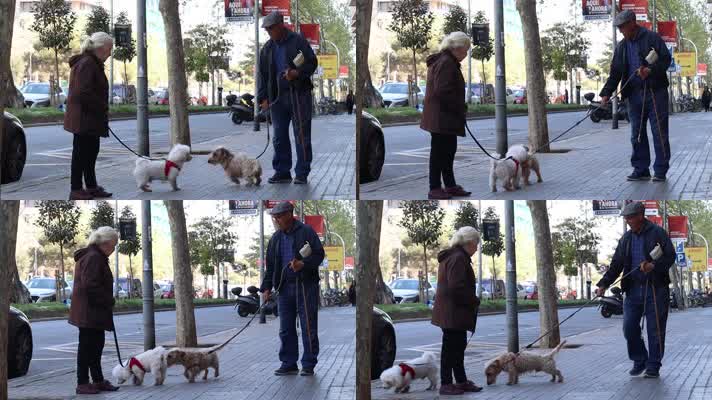 老奶奶和老爷爷各牵着狗在马路相遇