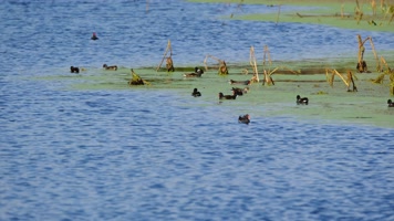 夏天池塘湿地小鸟觅食黑水鸡 夏天池塘湿地小鸟觅食黑水鸡