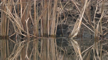 冬天沼泽湿地池塘黑水鸡觅食 冬天沼泽湿地池塘黑水鸡觅食