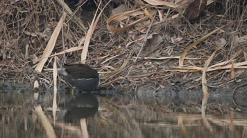 秋天池塘沼泽湿地黑水鸡觅食 秋天池塘沼泽湿地黑水鸡觅食