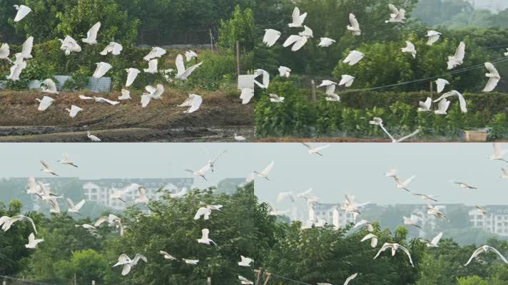 一群白鹭在天空飞翔翱翔升格