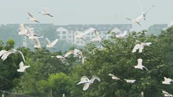 一群白鹭在天空飞翔翱翔升格