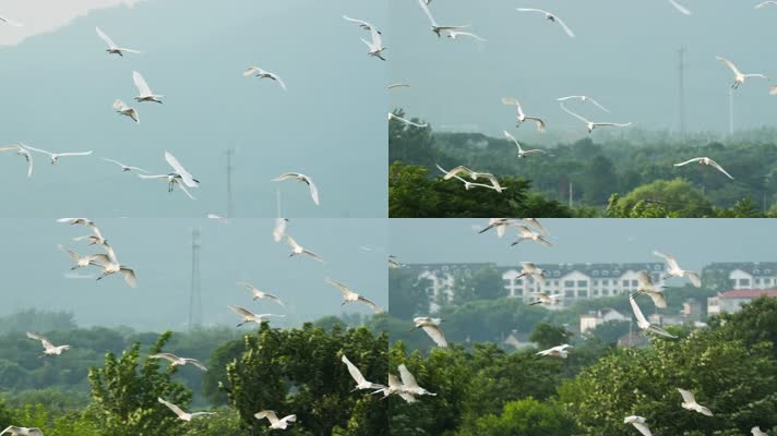一群白鹭在天空翱翔飞翔升格