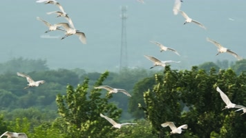 一群白鹭在天空翱翔飞翔升格