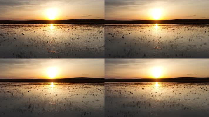 湿地湖水天鹅夕阳美景 (1)草原上的风景