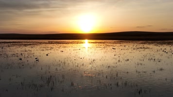 湿地湖水天鹅夕阳美景 (1)草原上的风景