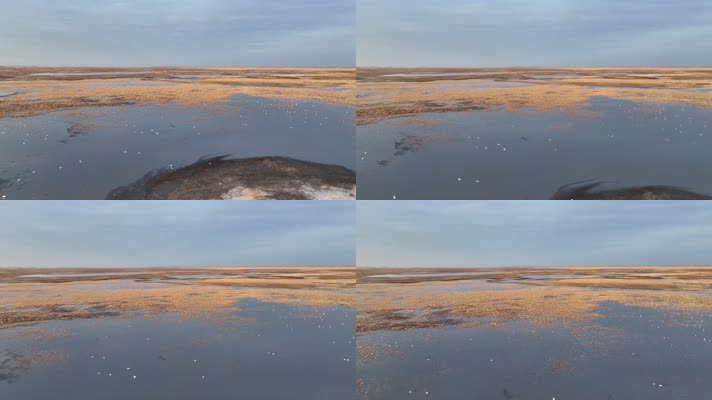 草原湿地湖泊天鹅水鸟 (5)呼伦贝尔上河流上的候鸟