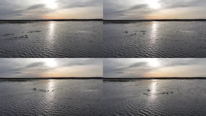 草原湖泊湿地天鹅夕阳 (3)草原上的候鸟