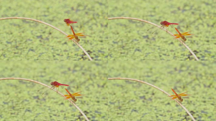 春天池塘沼泽湿地一对红蜻蜓