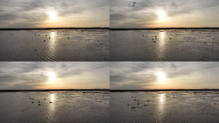 湿地湖泊夕阳映照下的游泳的天鹅 (3)呼伦贝尔上河流上的候鸟