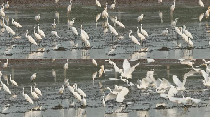 夏天田野里的白鹭起飞翔翱翔