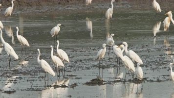 夏天田野里的白鹭起飞翔翱翔