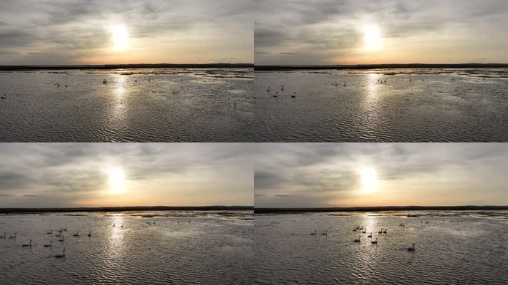 湿地湖泊夕阳映照下的游泳的天鹅 (4)草原上的风景