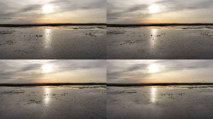 草原湿地湖泊天鹅候鸟夕阳 (1)呼伦贝尔上河流上的候鸟