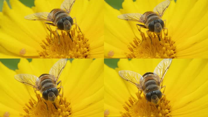 春天蜜蜂采蜜微距特写金鸡菊