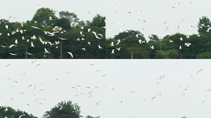 天空一群野生白鹭自由飞翔翱翔