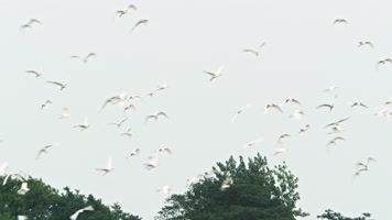 天空一群野生白鹭自由飞翔翱翔