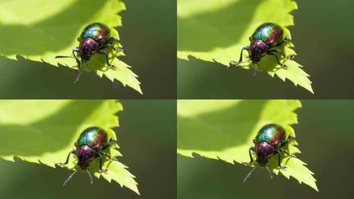 春天树叶上的昆虫绿缘扁角甲虫
