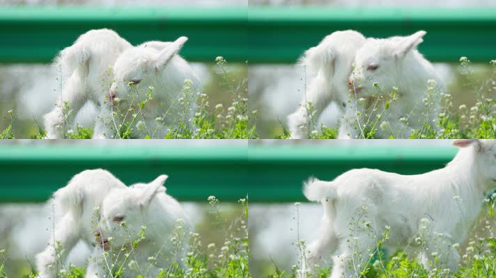 春天山羊小羊羔家畜在草丛中