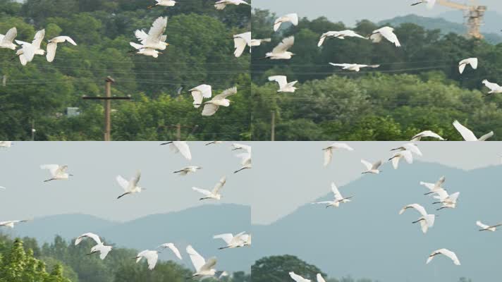 一群天空飞翔的白鹭翱翔升格