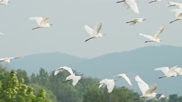 一群天空飞翔的白鹭翱翔升格