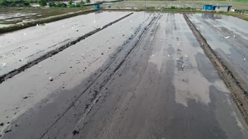 春天农村田野农用机械白鹭翱翔