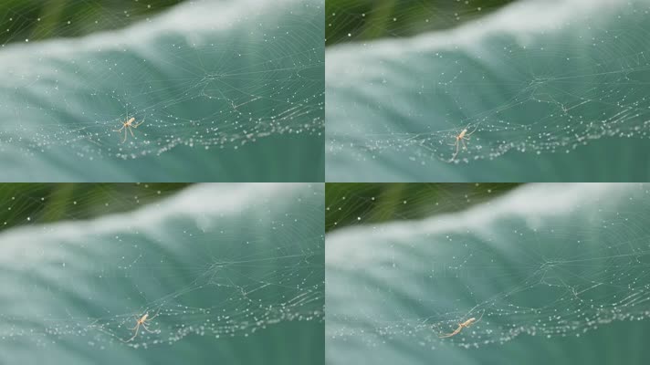 夏天荷叶蜘蛛网节肢动物昆虫