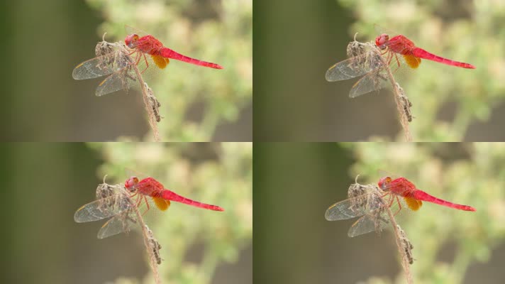 枯树枝上的红蜻蜓豆娘昆虫
