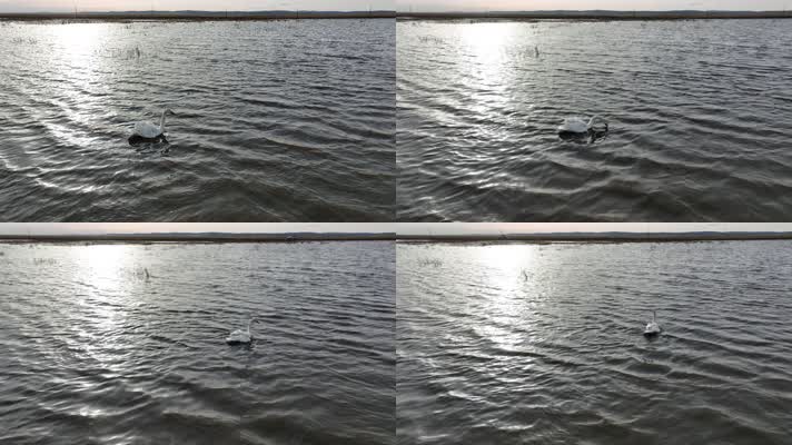 草原湖泊游泳的天鹅河水鸟 (2)呼伦贝尔大草原湿地风光