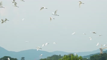 一群白鹭在天空飞翔翱翔升格