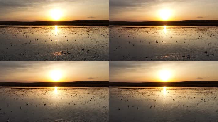 湿地湖水天鹅夕阳美景 (16)夕阳中草原湿地上的天鹅与水鸟