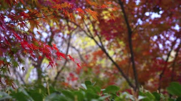 红叶枫叶阳光穿透树叶晚秋  4K素材