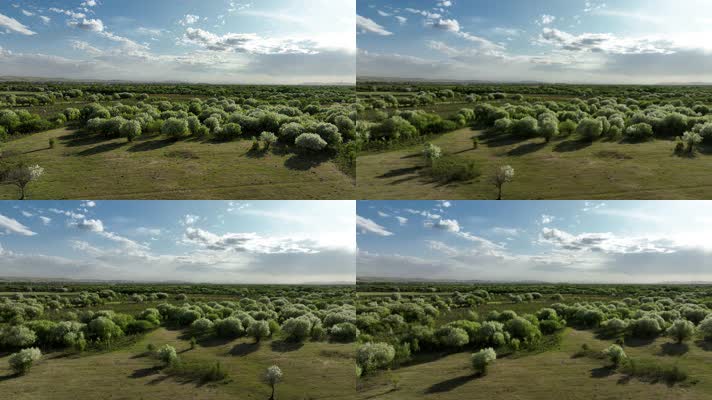 海拉尔河湿地初夏风景 (6)航拍内蒙古呼伦贝尔湿地山丁子花