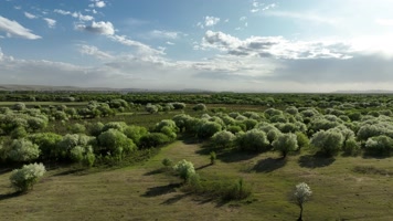 海拉尔河湿地初夏风景 (6)航拍内蒙古呼伦贝尔湿地山丁子花
