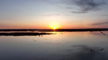 大雁掠过镜头前 (1)草原湿地风光