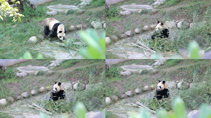 大熊猫吃竹子