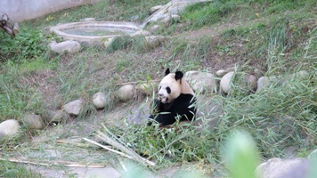 大熊猫吃竹子