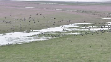 4K鄱阳湖蓼子花和候鸟迁徙生态