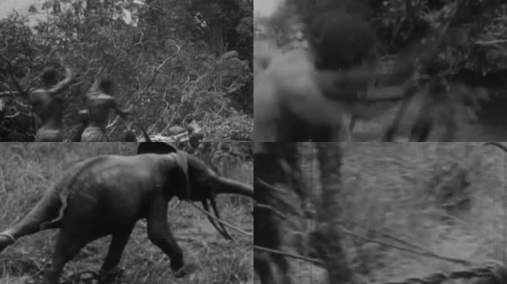 20年代非洲大草原过渡捕杀狩猎大象